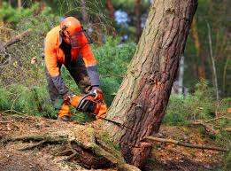 Haleyville, AL Tree Care Services Company