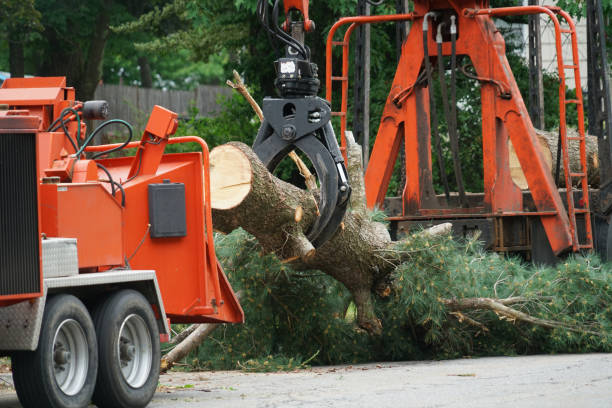 How Our Tree Care Process Works  in  Haleyville, AL